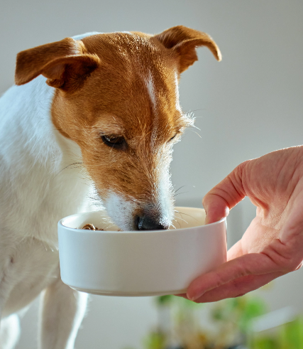 Dog being fed
